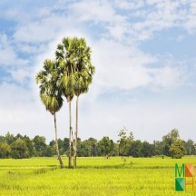 Tranh dán tường cho phòng khách đẹp tại Hà Nội NA - 257